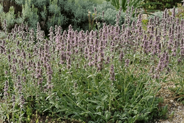 Des images de diffrentes plantes